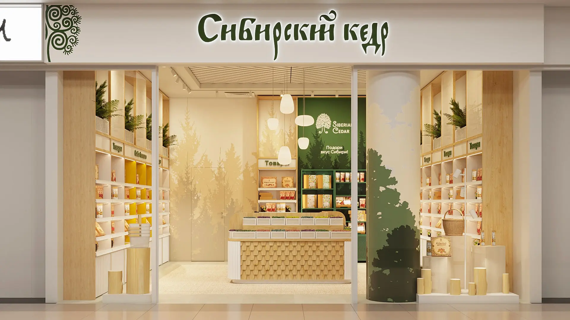 Сибирский кедр  4